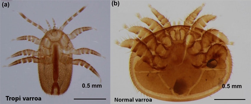 tropi ile normal varroa