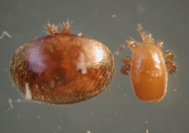 tropi varroa