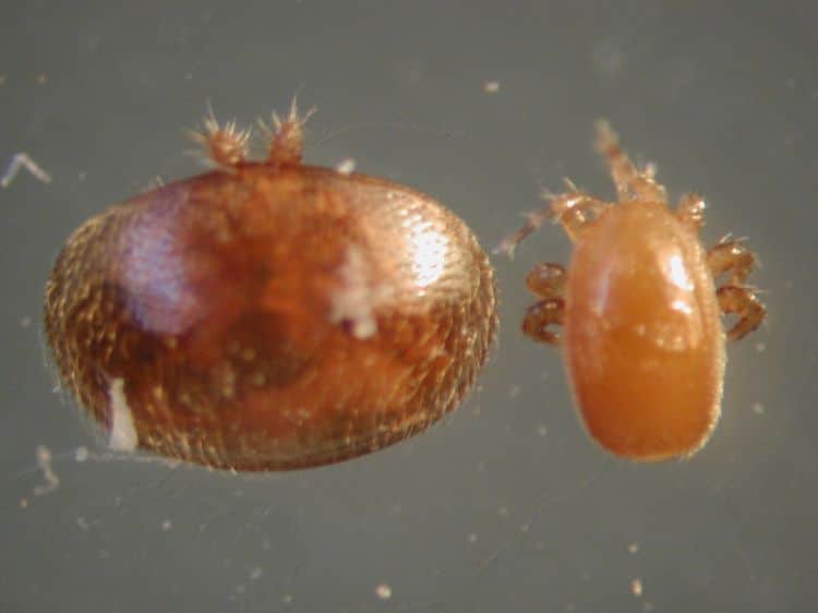 tropi varroa